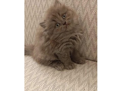 Harika güzellikte british longhair yavrum