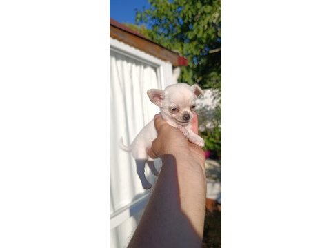 Chihuahua cep boy gerçek teacup ev üretimi çorlu