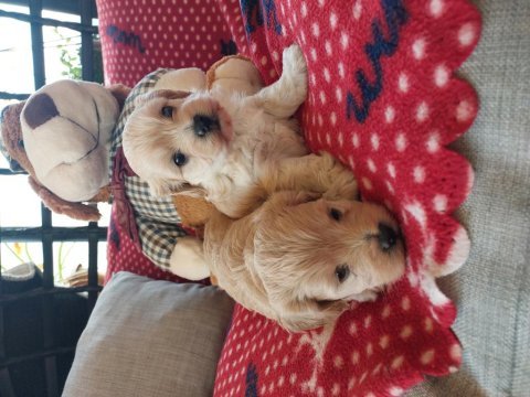 Orjinal kore maltipoo yavrularımız ust düzey