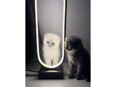 Sevimli oyuncu erkek scottish fold