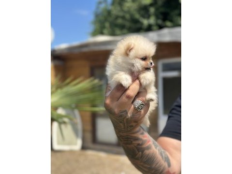Orjinal pomeranian boo özel üretim yavrular