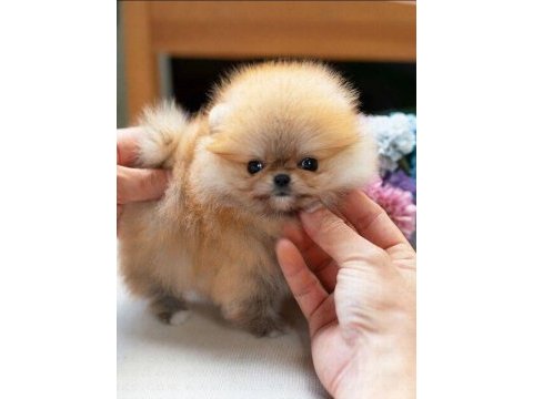 Pomeranian yavrularımız sıfır boy