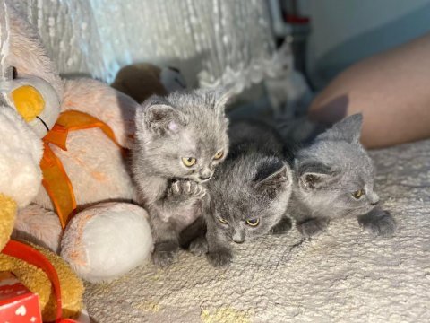Kırıkkale içi british shorthair kedilerim