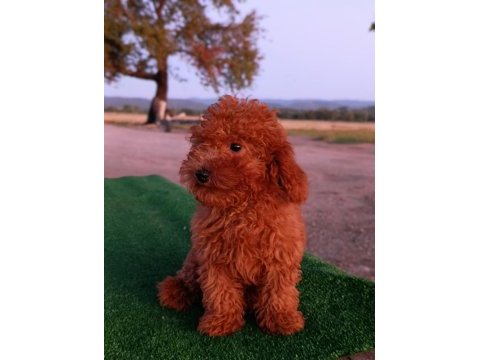 Toy poodle 3 aylık