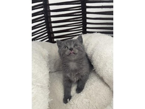 British shorthair gri safkan yavru