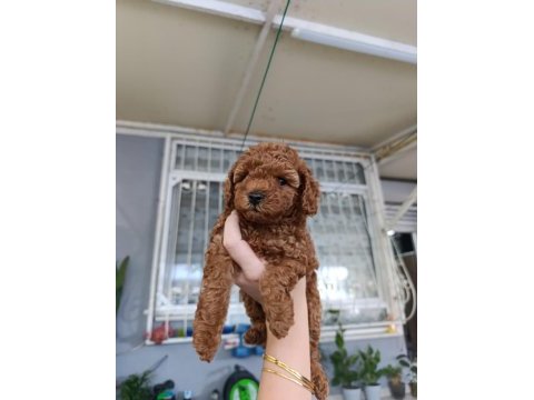 Kore ve toy poodle yavrularımız aileleri bekliyor