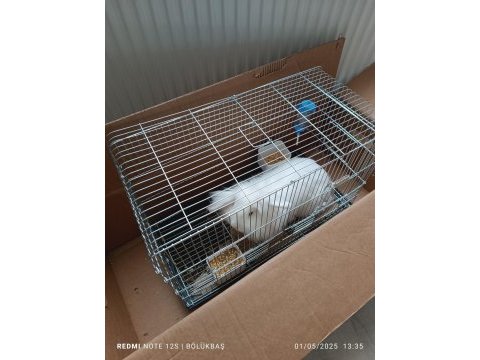 Hollanda lop tavşan