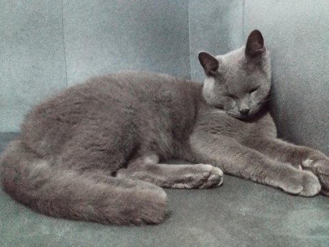 British shorthair 1,5 yaşında erkek
