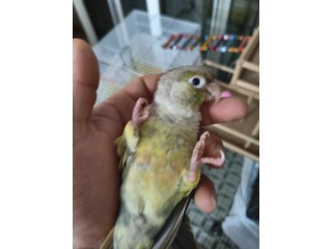 Konur papağanı 8 aylık