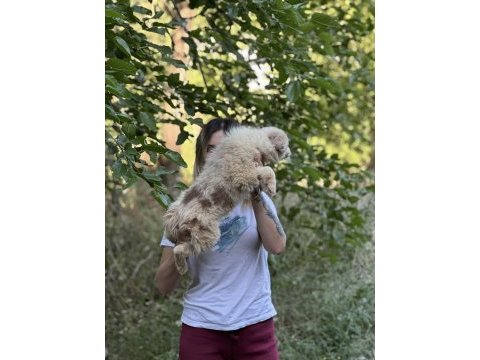 Özel renklere sahip border collie kızımız