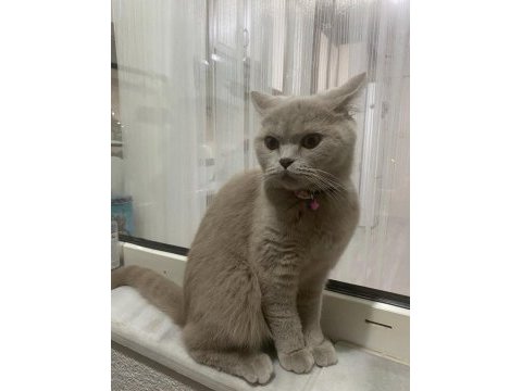 British shorthair yuvanızı benimle paylaşırmısınız
