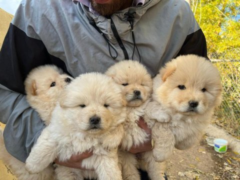 Safkan chow chow yavruları çin aslanı