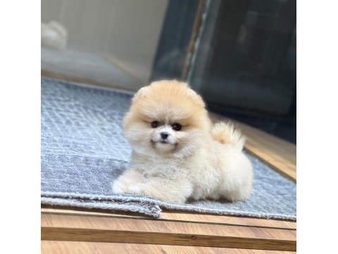 Sağlık ve ırk garantili pomeranian köpeği