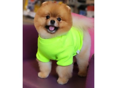 Tam ayı surat pomeranian en iyisi türkiye de!
