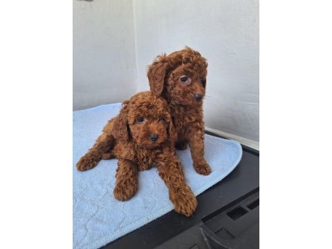 Minik toy poodle kızımız