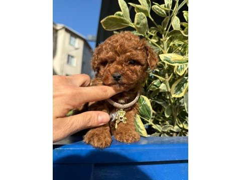 Toy poodle ırk ve sağlık garantili