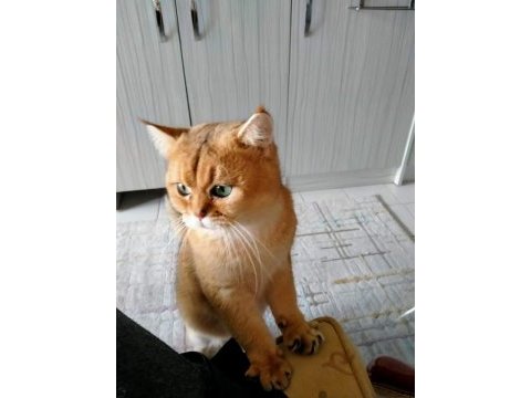 Golden ny25 british shorthair