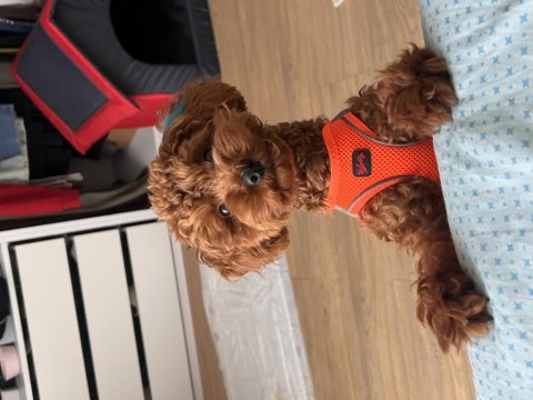Eşleşmeye hazır poodle oğlum