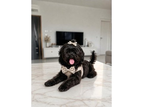 Uyguna verilecek kore maltipoo