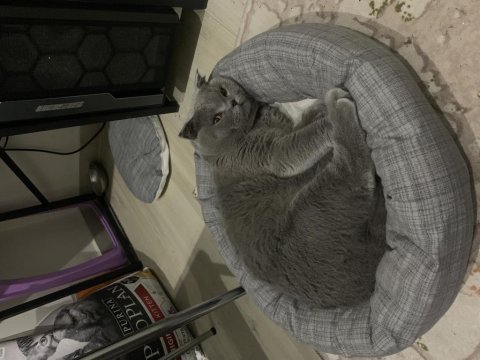 Pasha için gelin arıyoruz scottish fold