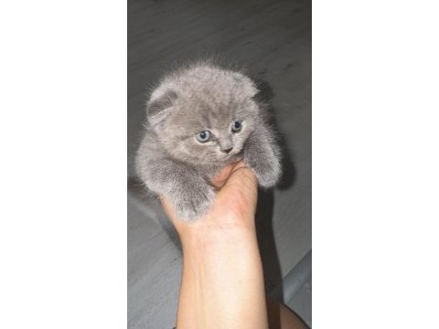 2 gri bebek scottish fold