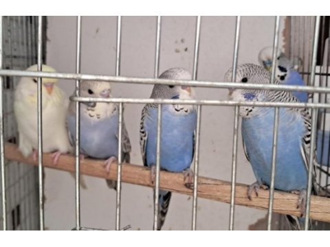 Yeni yeme düşmüş muhabbet kuşu bebekler canlı renkler