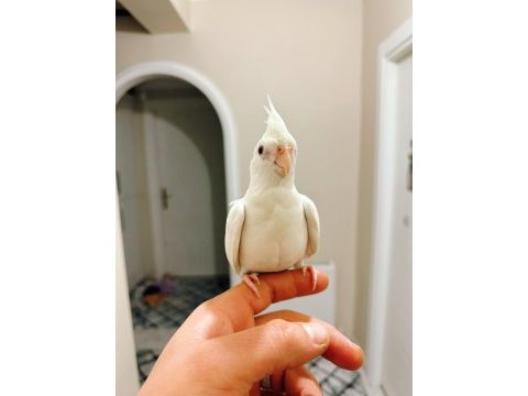 Full+full evcil albino kırmızı göz sultan papağanı