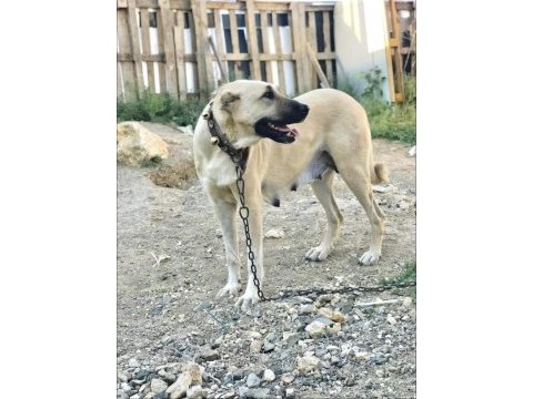 Safkan kangal köpeği
