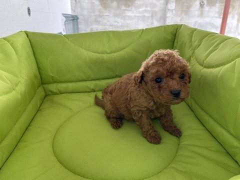Poodle yavru köpeklerimiz