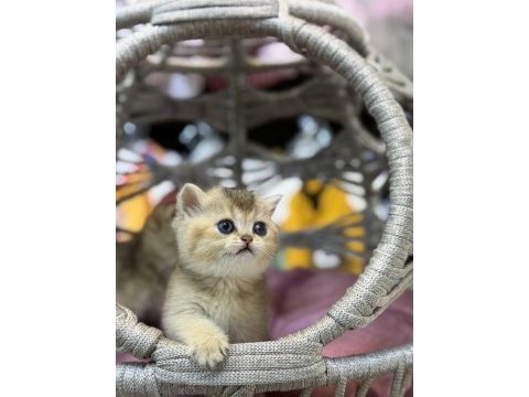 Golden british shorthair güzellikleri