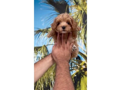 Minyatür maltipoo bebekler