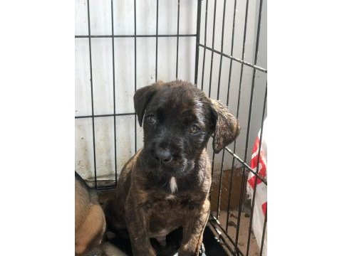 Sahiplendirilecek cane corso ısparta içi