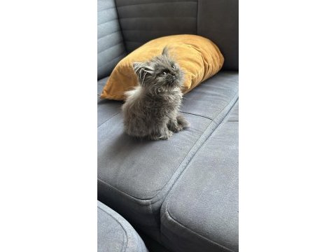 Safkan british longhair