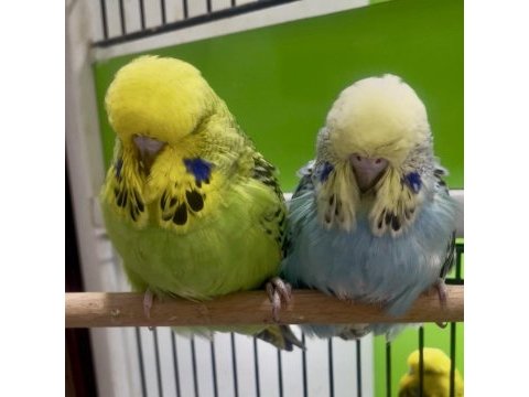 Show jumbo muhabbet kuşu