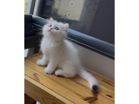 Masmavi gözlü golden point ny1133 british longhair