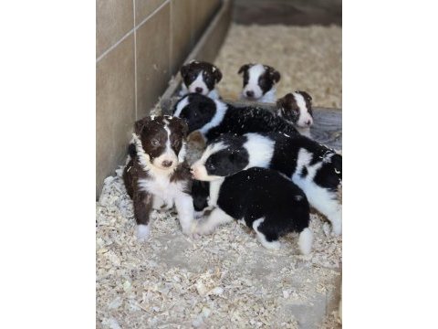 Border collie yavruları