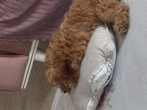 Sevimli dişi toy poodle