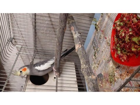 Damızlık garanti çift sultan papağanı