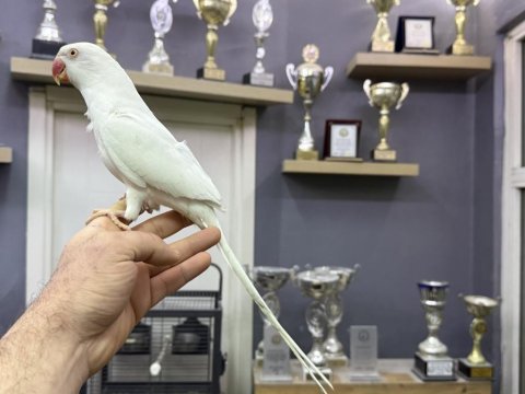Evcil beyaz mutasyon pakistan papağanımız
