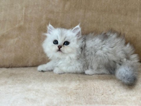 Chinchilla güzellikler podyumda