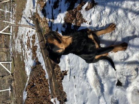 A kalite damızlık erkek rottweiler