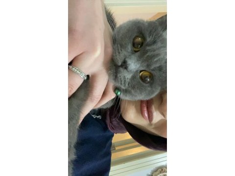 7.5 aylık british shorthair