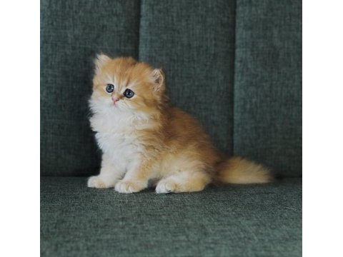 Scr li golden british longhair ny12-ny11 -by11 yavrular