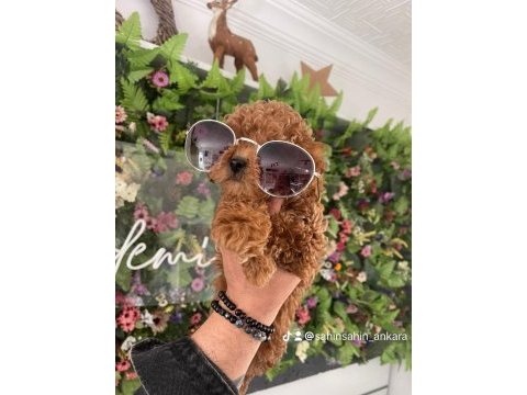 Efsaneler geldi poodle