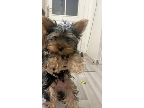 Yorkshire terrier köpeği