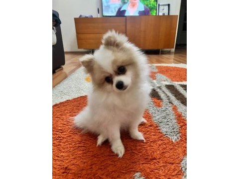 3 yaşında dişi pomeranian