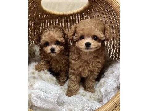 Özenle büyütülen toy poodle köpekler