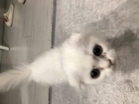 Scottish fold kedimiz