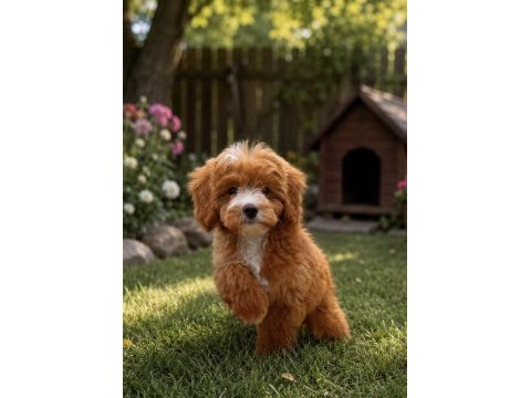 Maltipoo erkek