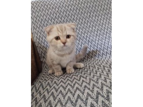 Scottish fold aşıları yapılmış